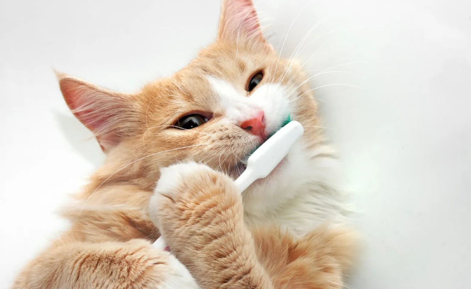 Cat Toothbrush Yellow Cat Toothbrush Yellow
