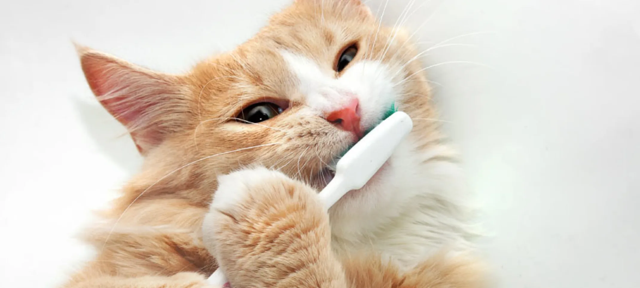 Cat Toothbrush Yellow Cat Toothbrush Yellow