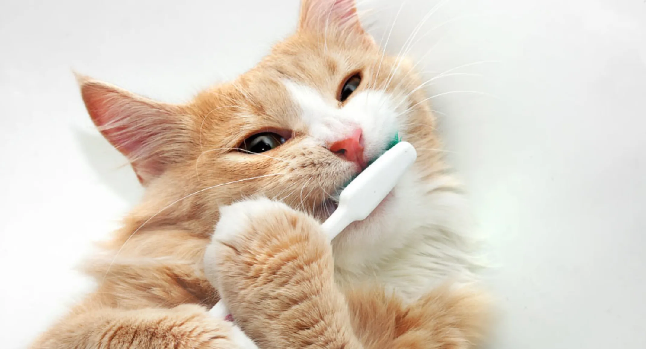 Cat Toothbrush Yellow Cat Toothbrush Yellow