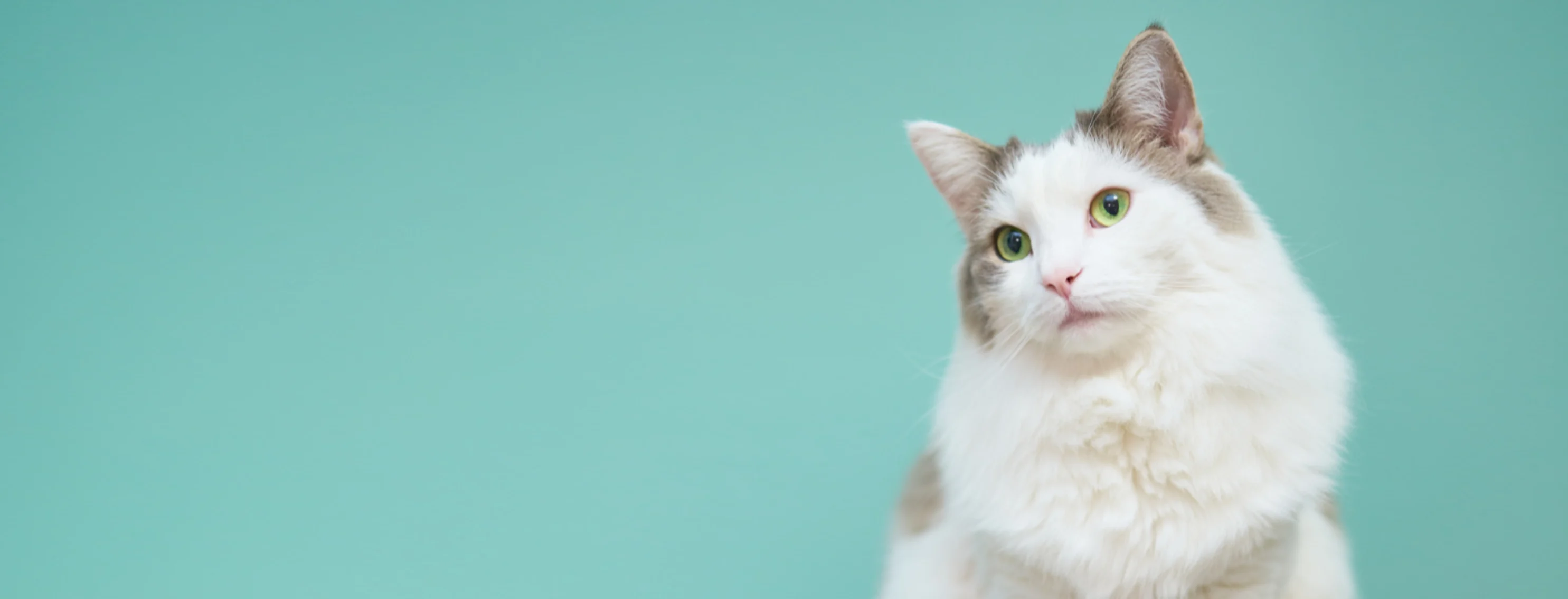 White Cat in front of a Teal Studio Background White Cat in front of a Teal Studio Background