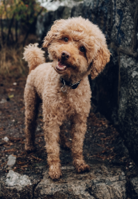 Dog standing with mouth open
