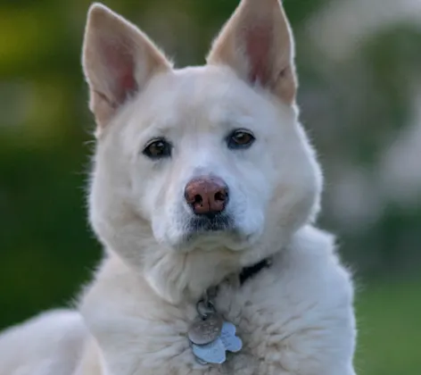 White husky on a field of grass looking into the distance 