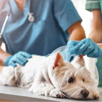Dog with a cone Dog with a cone