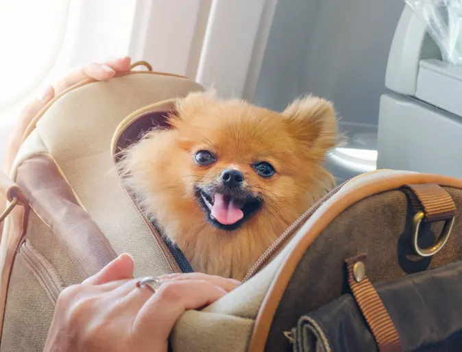 Dog sitting in a carrying case on an airplane