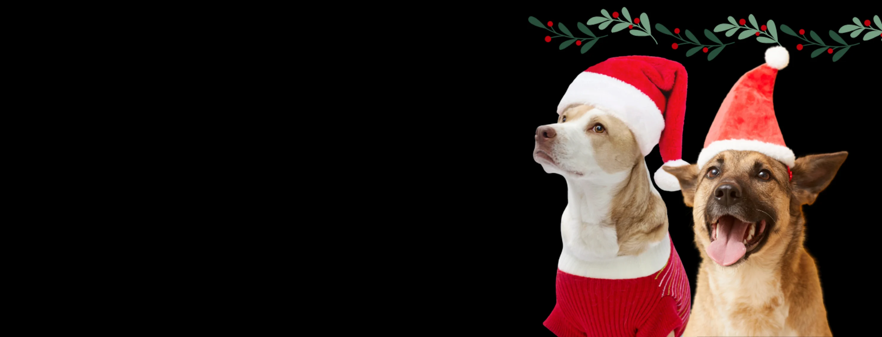 Two Dogs Wearing Santa Hats w/ Black BG Two Dogs Wearing Santa Hats w/ Black BG