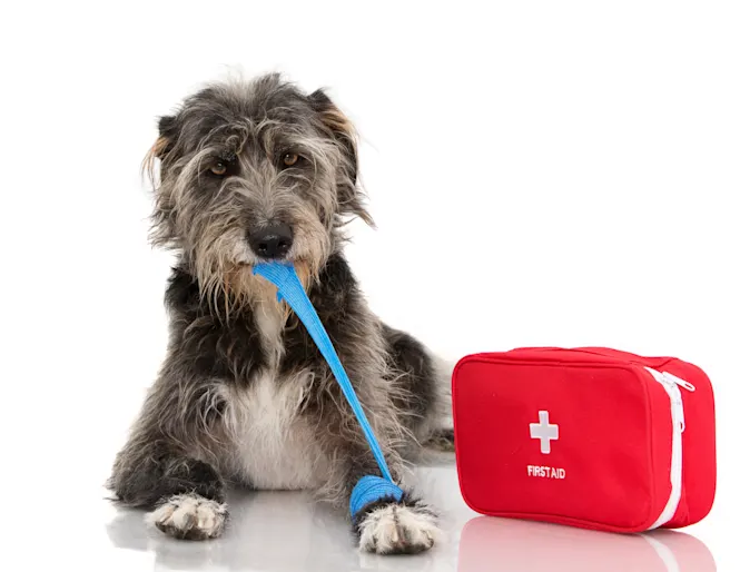 Pet Emergency Preparedness Pet Emergency Preparedness