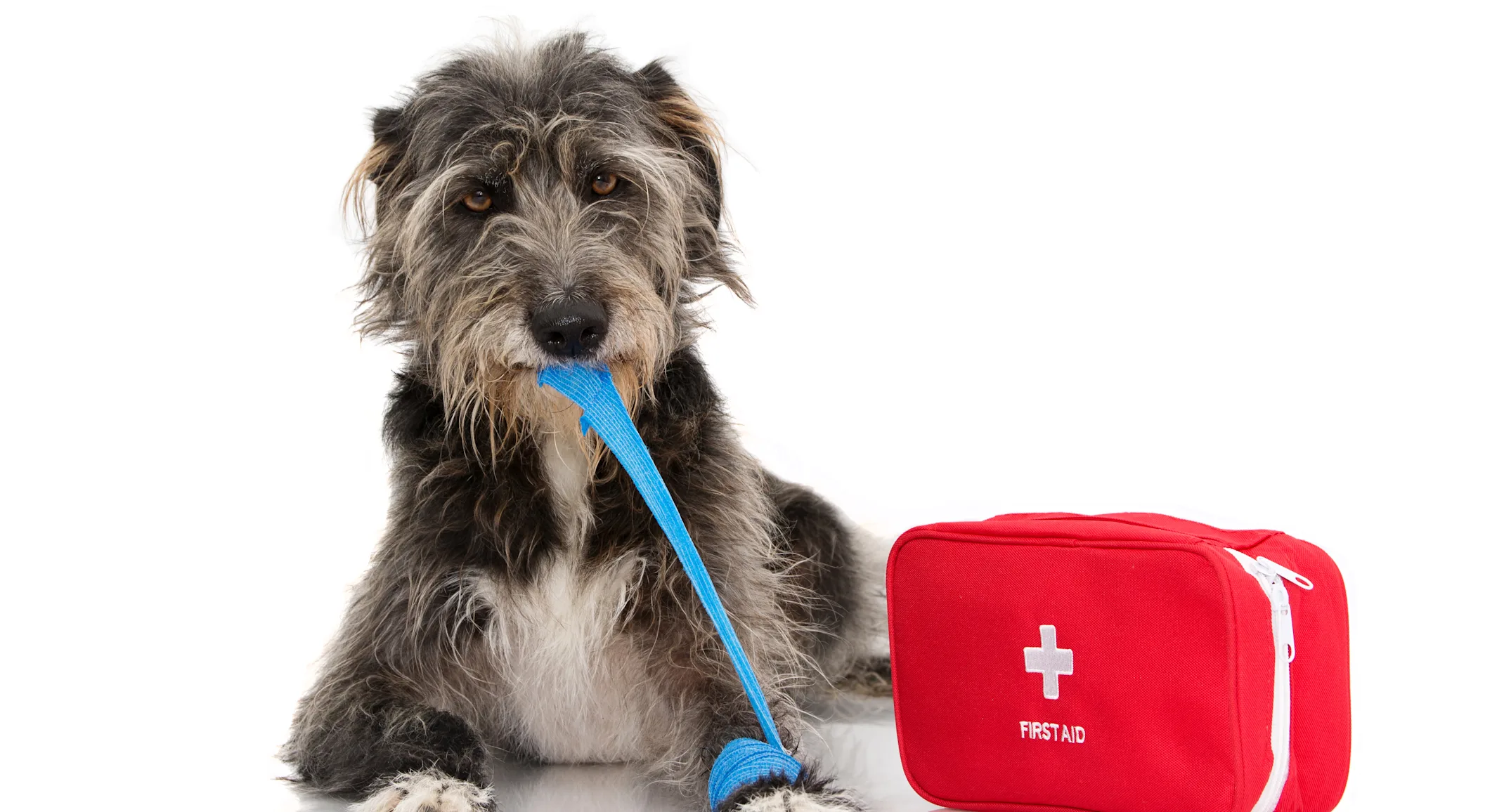 Pet Emergency Preparedness Pet Emergency Preparedness