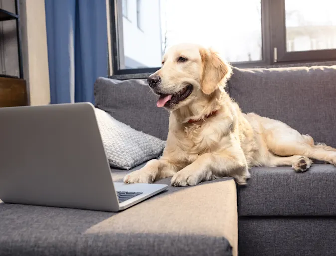 Dog sitting on the couch using a laptop Dog sitting on the couch using a laptop