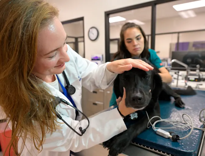 Veterinarian and technician examining a dog on a table. Veterinarian and technician examining a dog on a table.