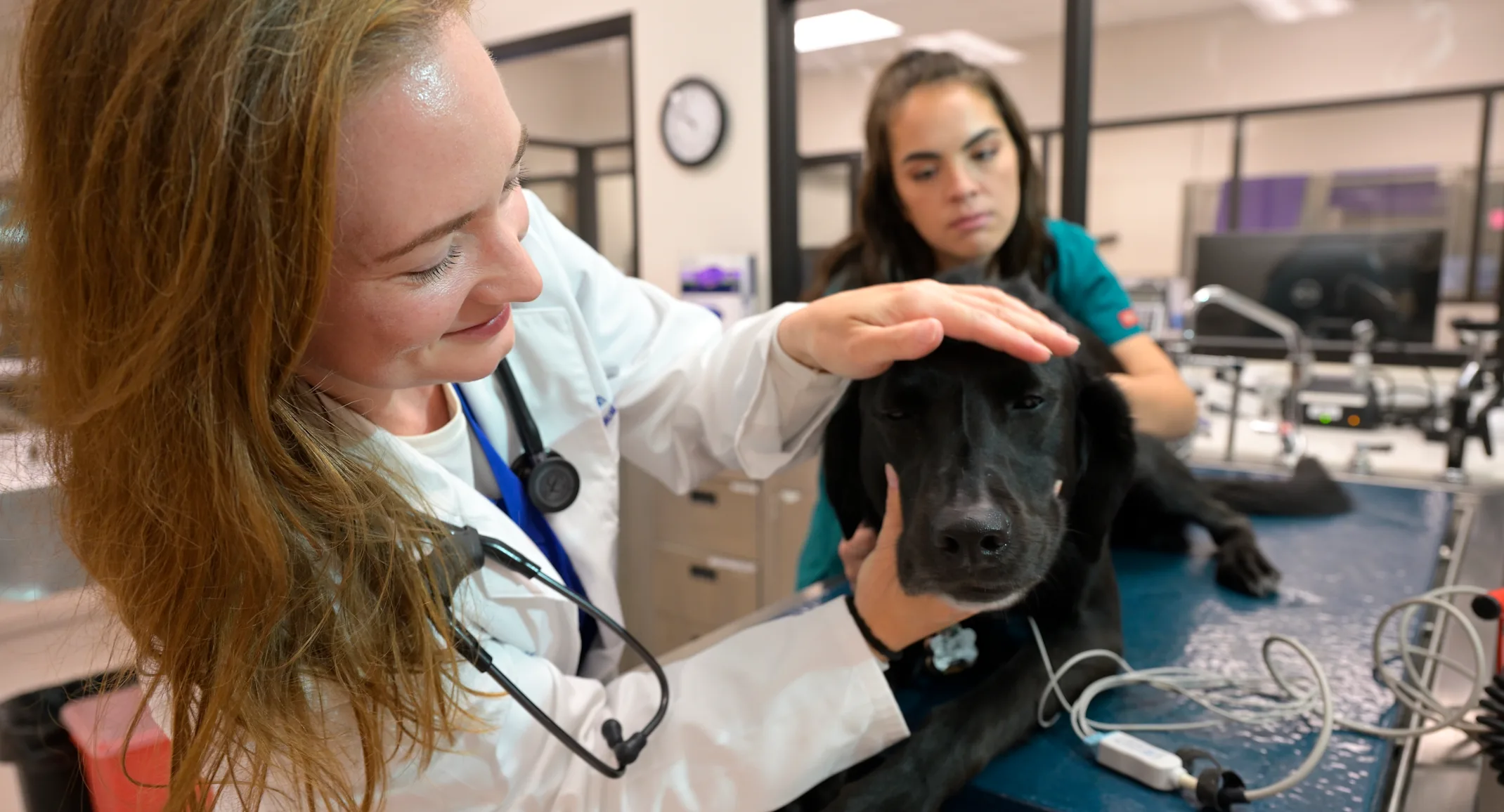 Veterinarian and technician examining a dog on a table. Veterinarian and technician examining a dog on a table.