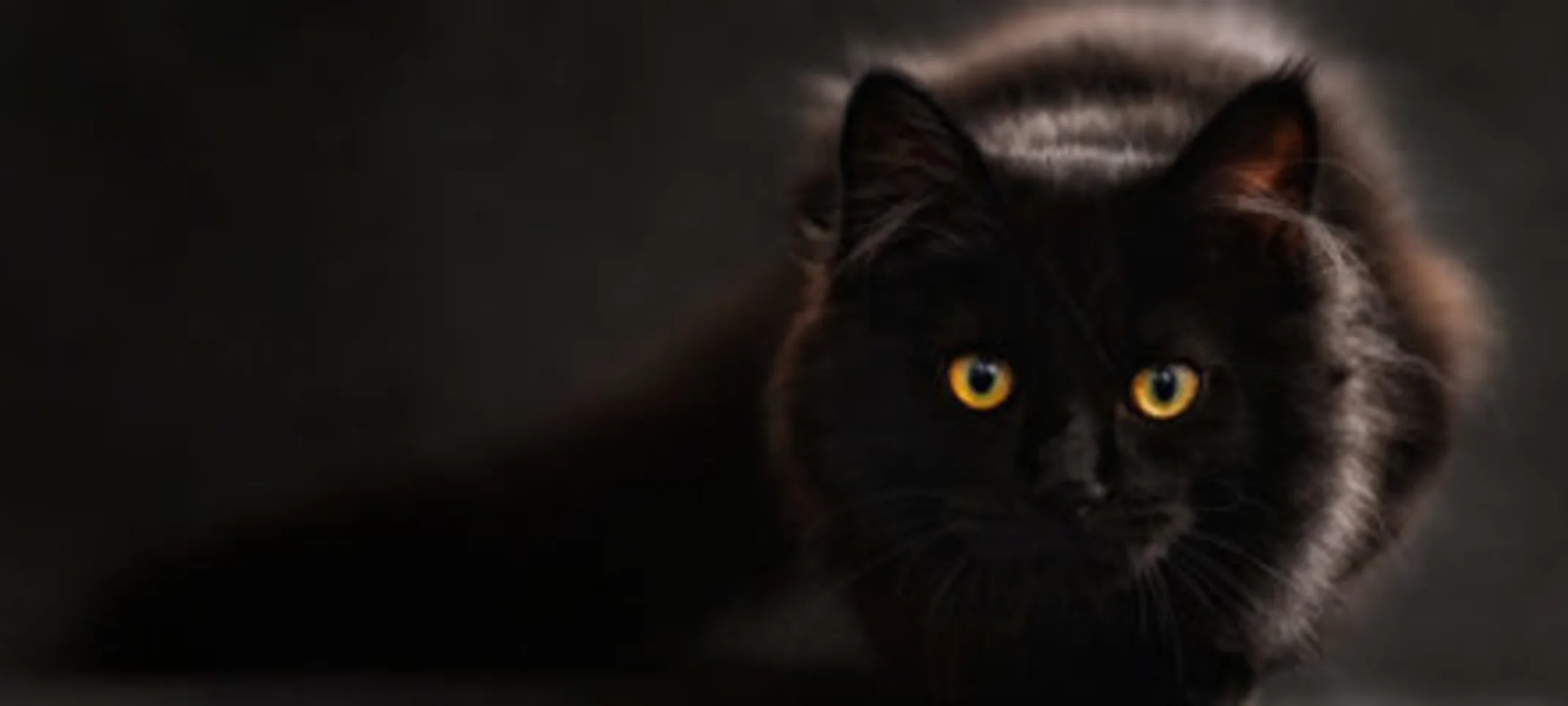 A black cat with a black background. A black cat with a black background.