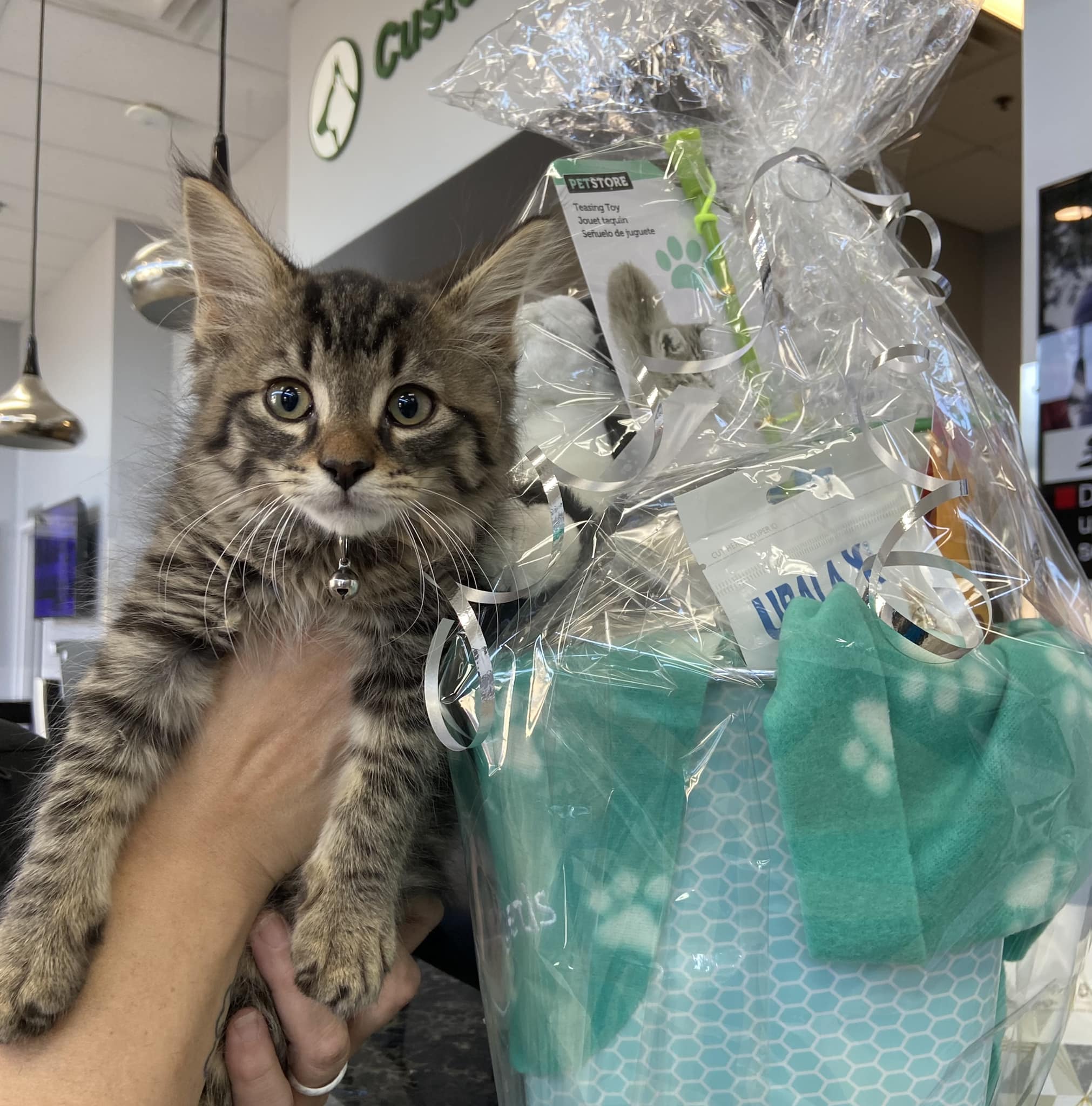 Cat being held up next to a teal gift basket.
