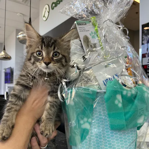 Otis Cat being held up next to a teal gift basket.