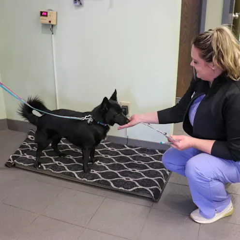 JB Dog Weight JB Dog Weight