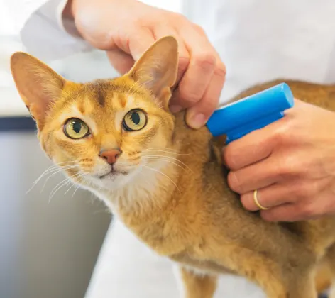 Cat Looking at Camera and Getting Microchipped