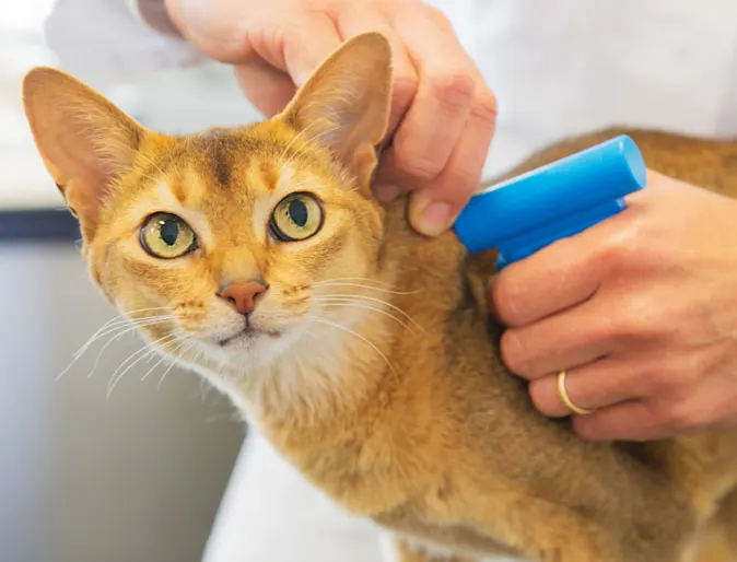 Cat Looking at Camera and Getting Microchipped Cat Looking at Camera and Getting Microchipped