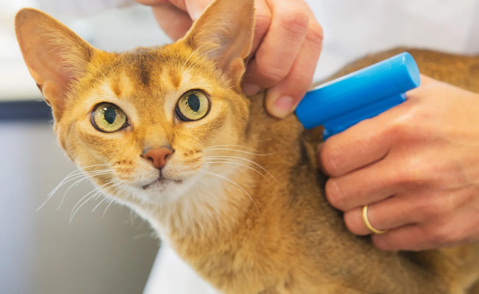 Cat Looking at Camera and Getting Microchipped Cat Looking at Camera and Getting Microchipped