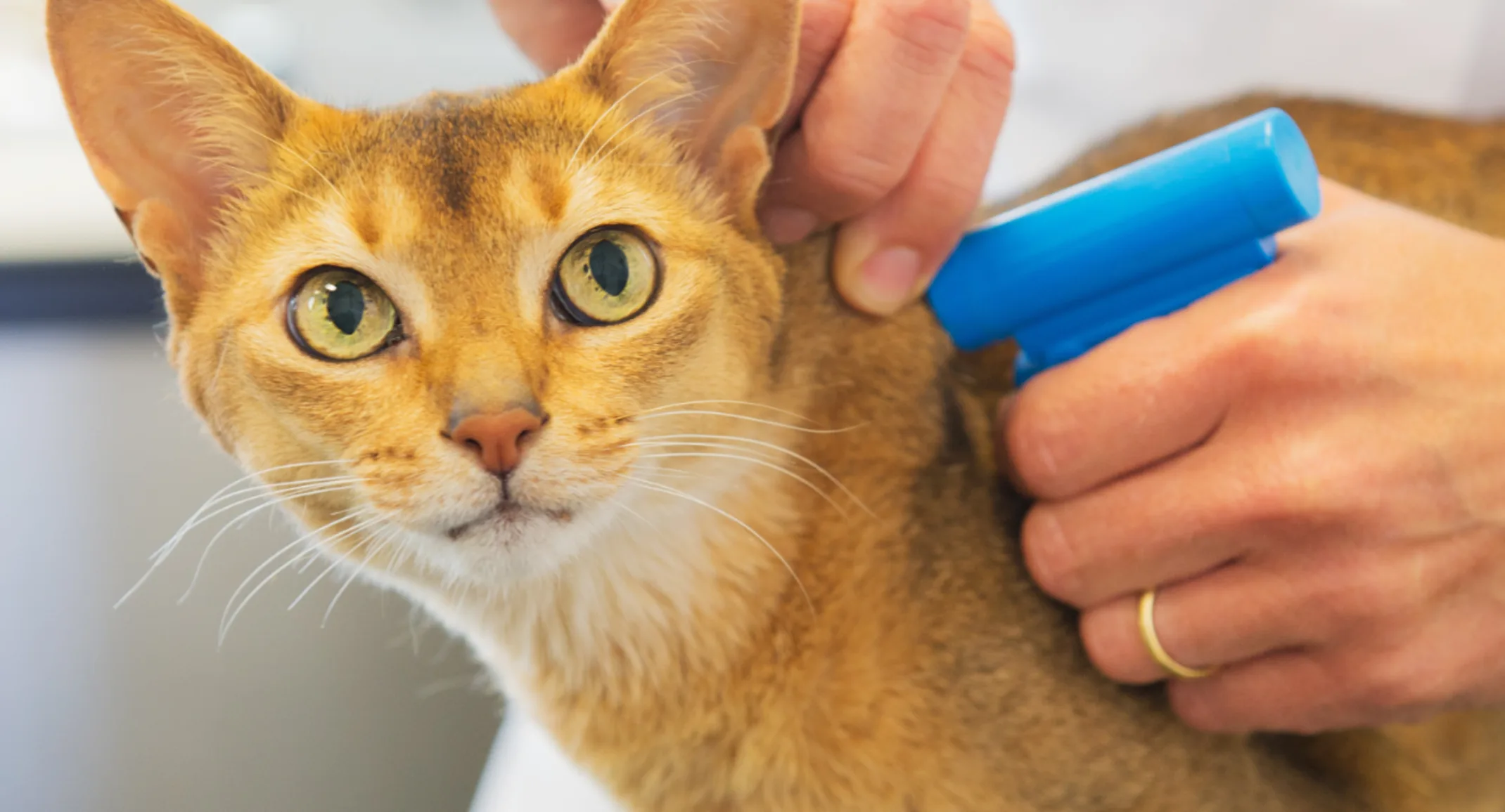 Cat Looking at Camera and Getting Microchipped Cat Looking at Camera and Getting Microchipped