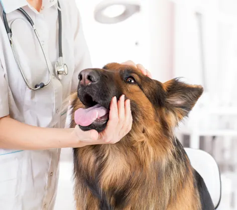 Dog getting examined by nurse Dog getting examined by nurse