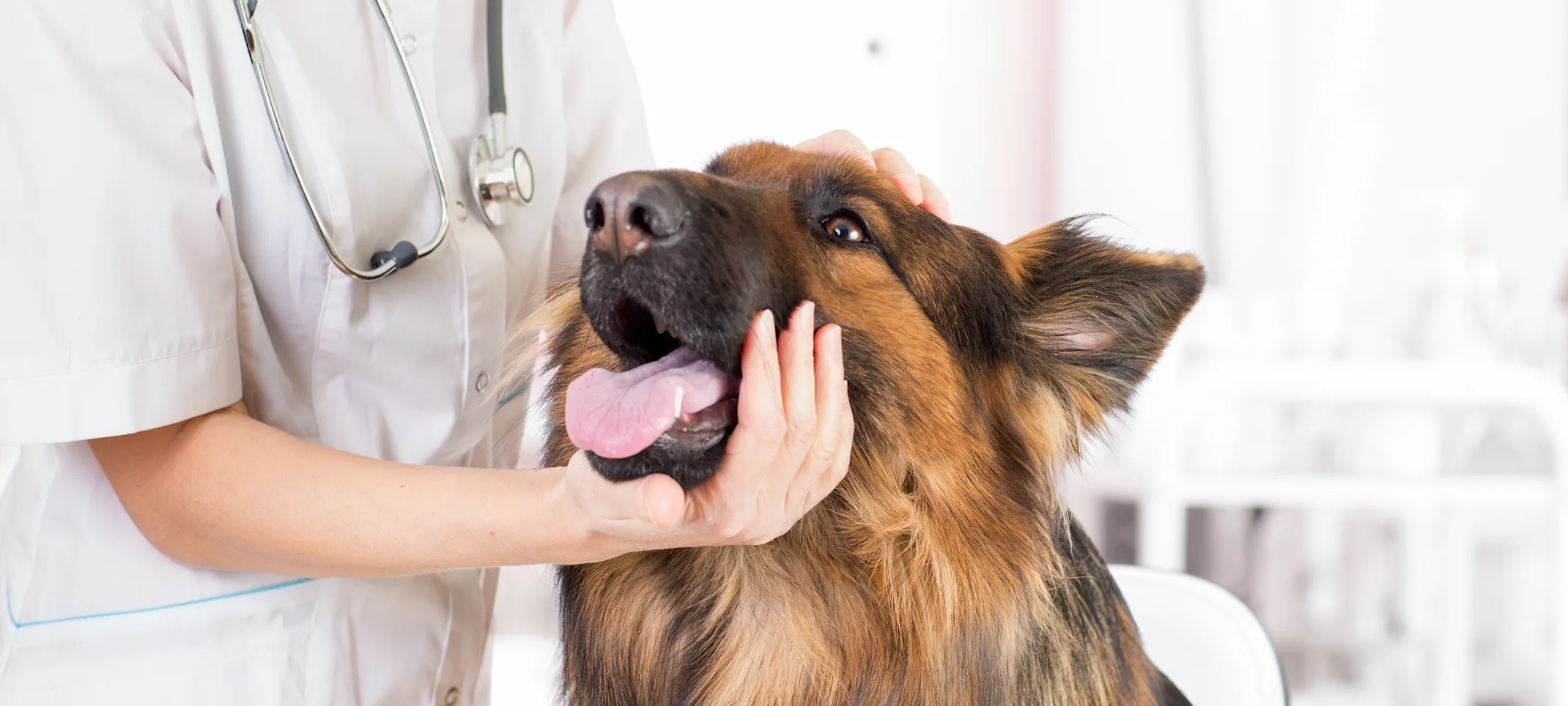 Dog getting examined by nurse Dog getting examined by nurse