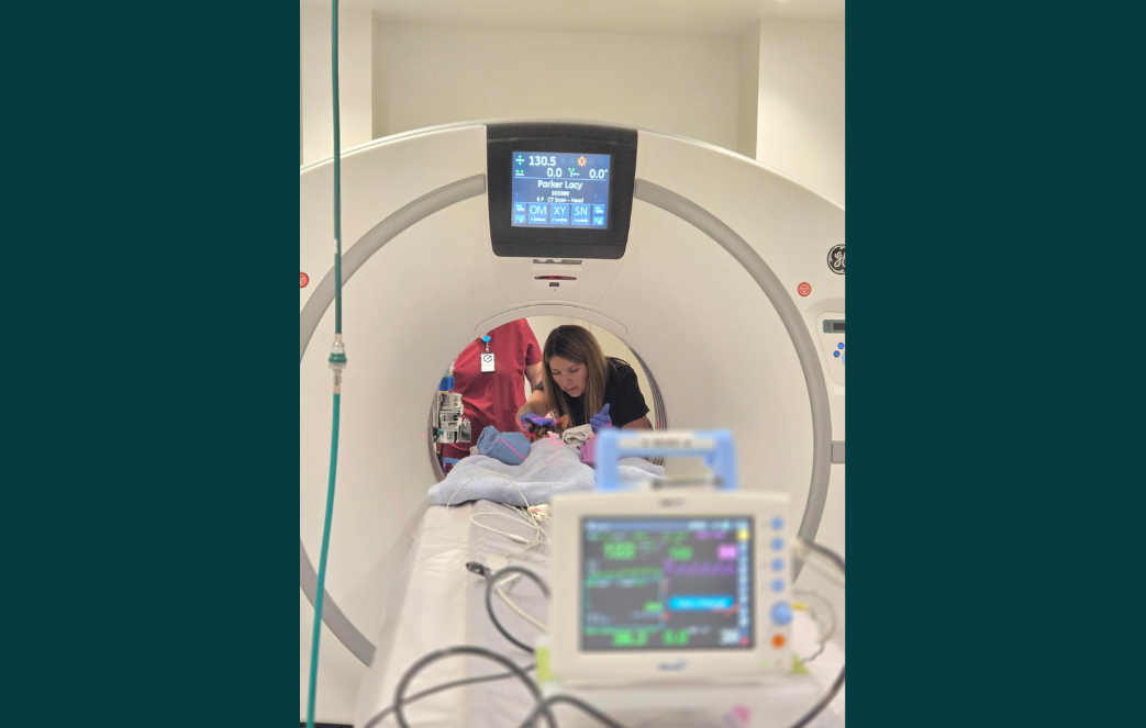 Vet caring for cat inside of ct machine