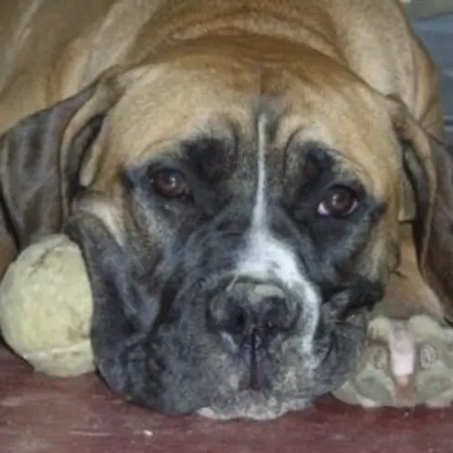 Bird Brannon Bird Brannon