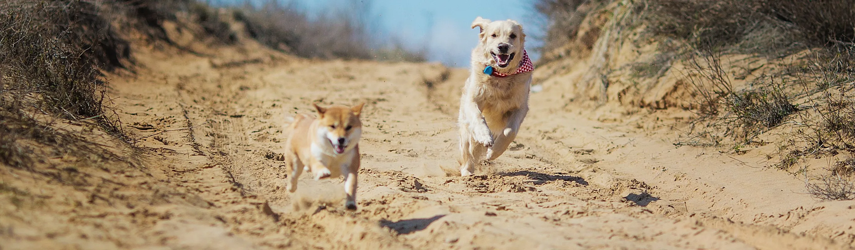 Dogs running through sand