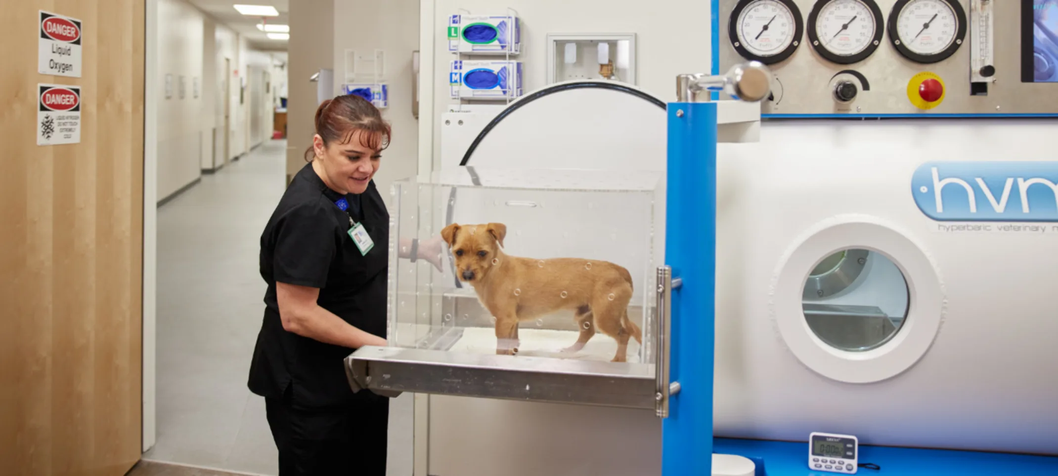 Vet tending to puppy Vet tending to puppy