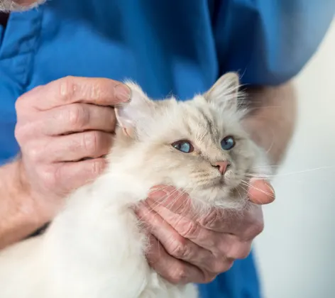 Close Up of Staff Holding Cat's Face for a Check Up Close Up of Staff Holding Cat's Face for a Check Up