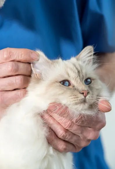 Close Up of Staff Holding Cat's Face for a Check Up Close Up of Staff Holding Cat's Face for a Check Up