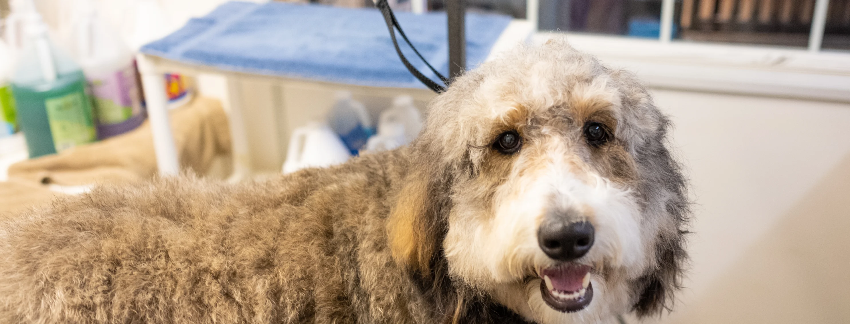 Dog being groomed at Bowhaus Colorado Dog being groomed at Bowhaus Colorado