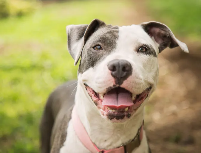 Pitbull super happy outside