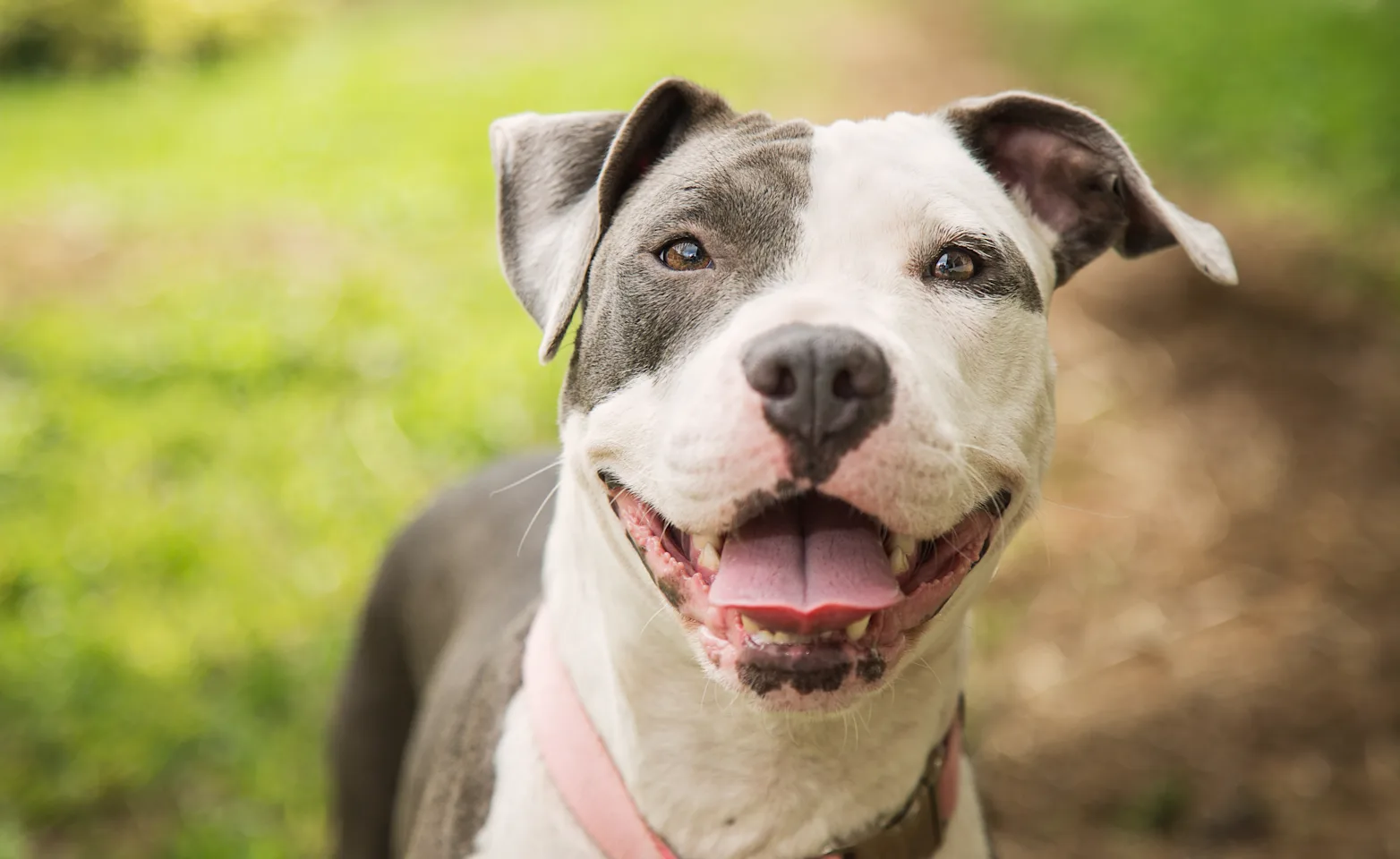 Pitbull super happy outside Pitbull super happy outside