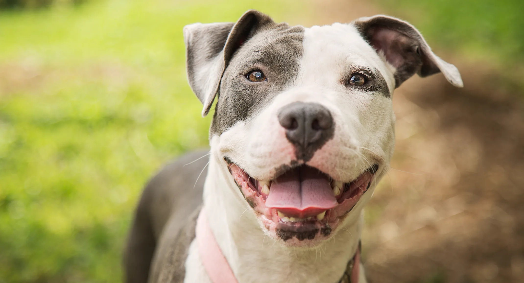 Pitbull super happy outside