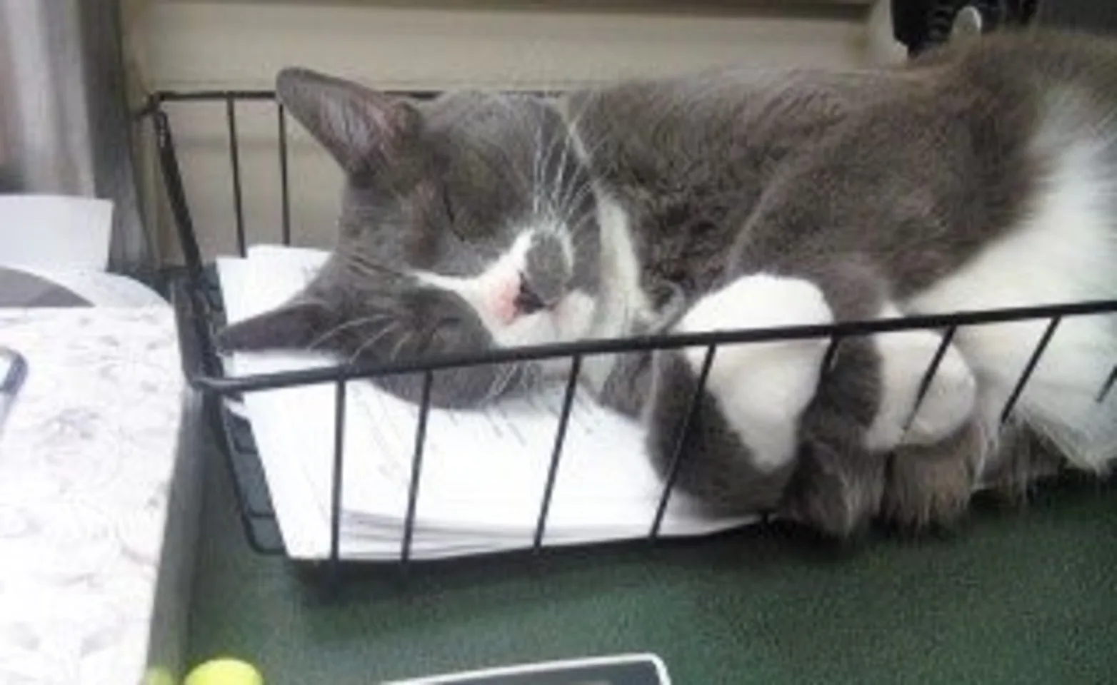 Grey cat sleeping in basket Grey cat sleeping in basket