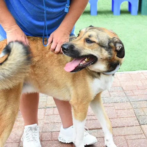 Dogs at Animal Medical Center of Hattiesburg's Doggie Daycare Dogs at Animal Medical Center of Hattiesburg's Doggie Daycare