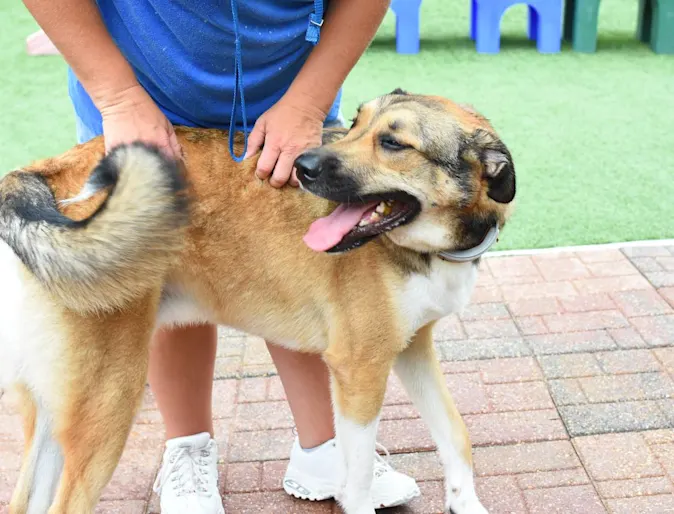 Dogs at Animal Medical Center of Hattiesburg's Doggie Daycare Dogs at Animal Medical Center of Hattiesburg's Doggie Daycare