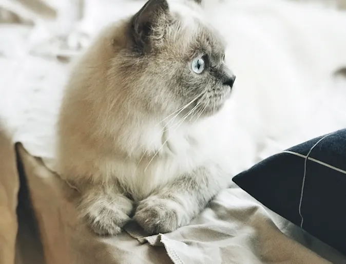 A light gray cat sitting on a window ledge looking outside