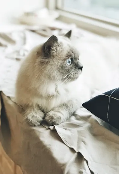 A light gray cat sitting on a window ledge looking outside A light gray cat sitting on a window ledge looking outside
