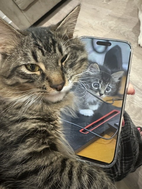 Brown cat next to kitten picture