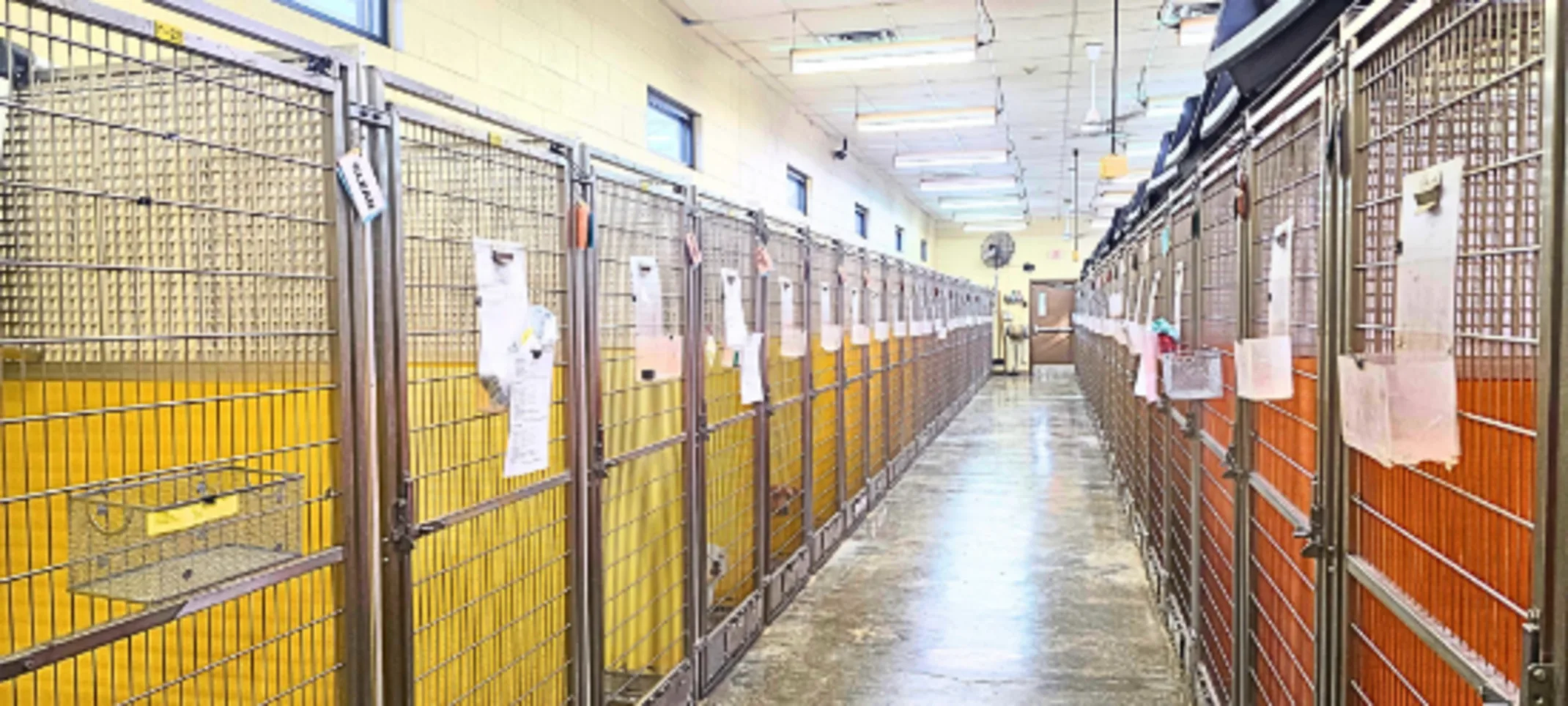 Lafayette Veterinary Care Center kennels Lafayette Veterinary Care Center kennels