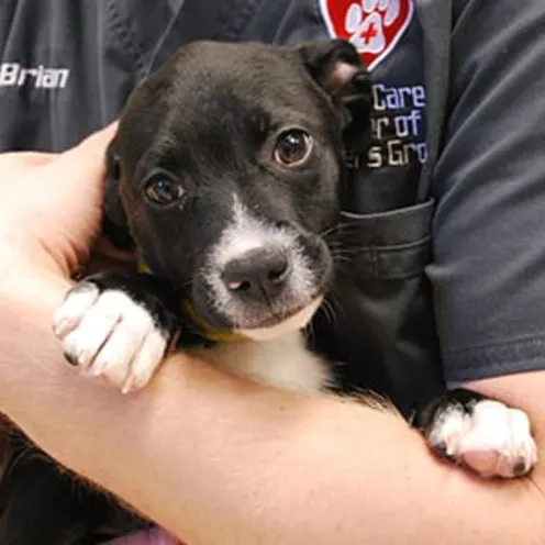 Black and white puppy at Animal Care Center of Downers Grove