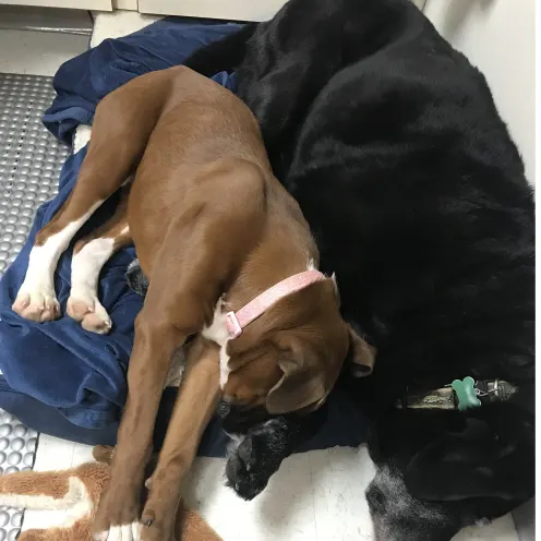 Two dogs cuddling with each other.  One is brown and one is black.