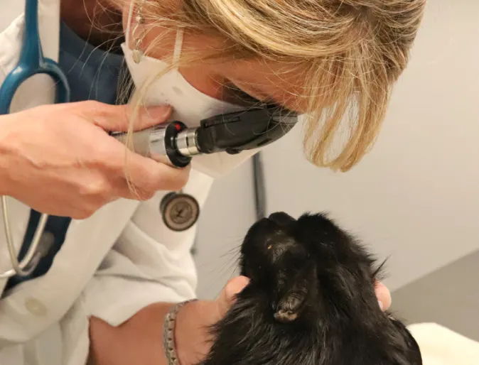 Veterinarian performing an eye exam on a black cat. Veterinarian performing an eye exam on a black cat.