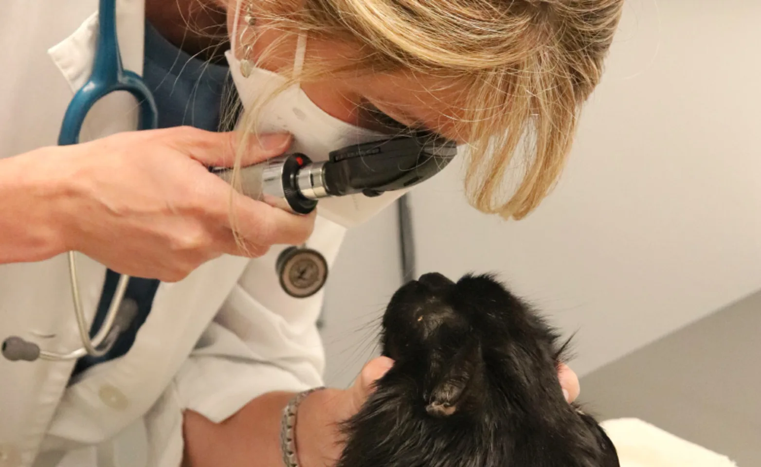 Veterinarian performing an eye exam on a black cat.