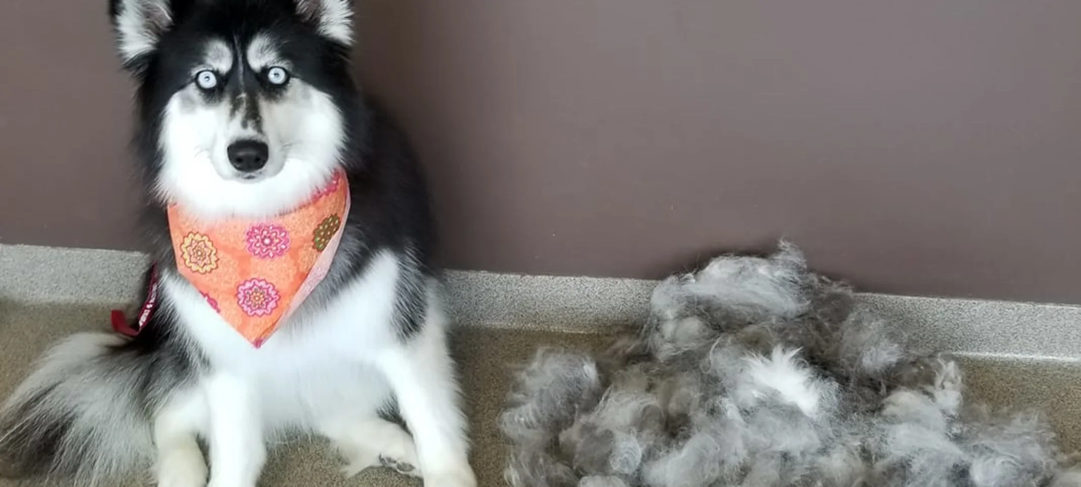 Husky after grooming Husky after grooming