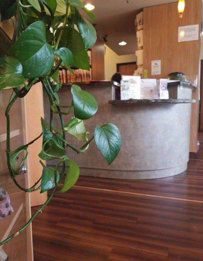 Telegraph Canyon Animal Medical Center's Reception Area where someone will check you in.