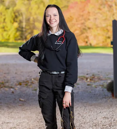 Stencil horse Stencil horse