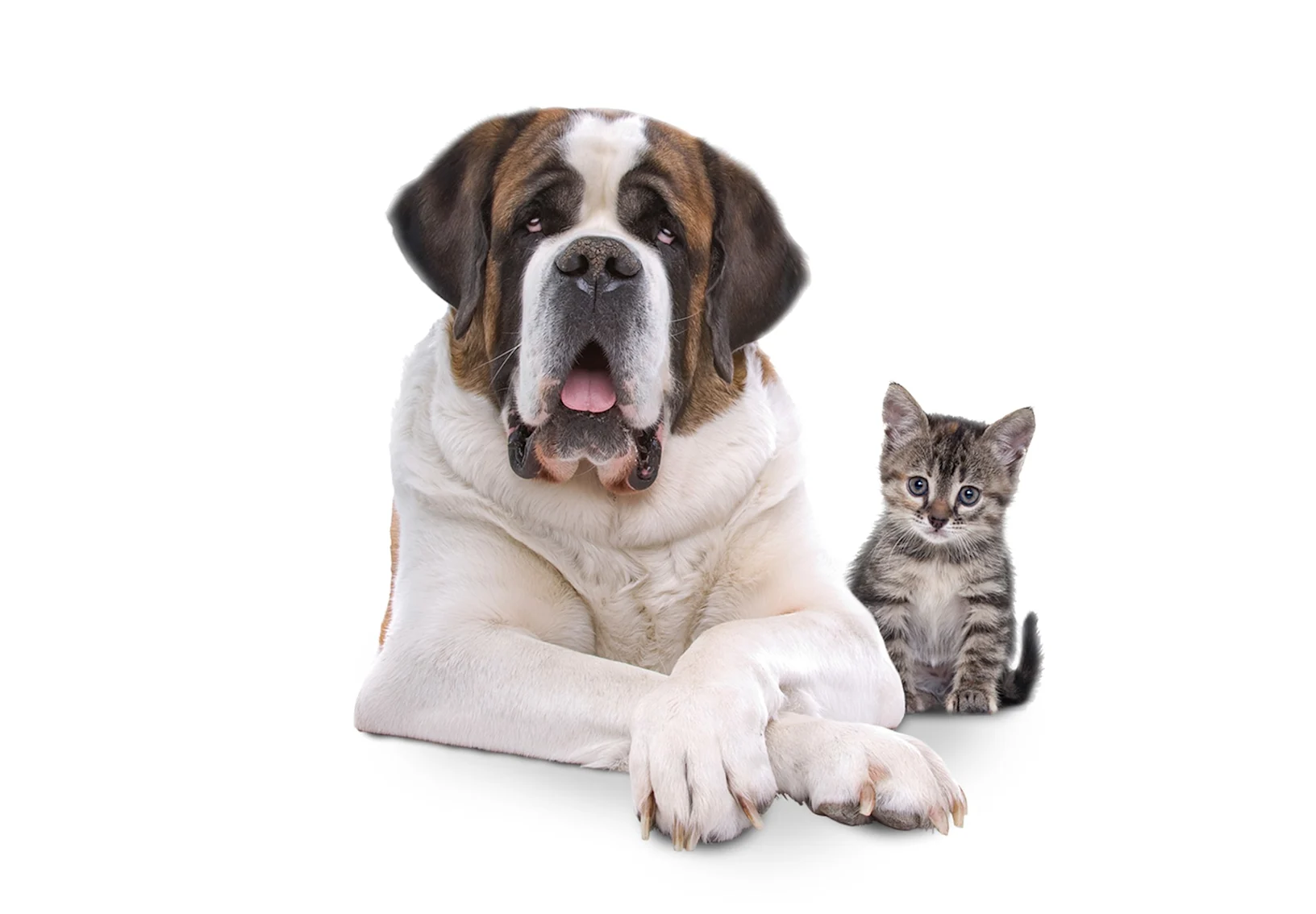 St. Bernard dog with tiny kitten. St. Bernard dog with tiny kitten.