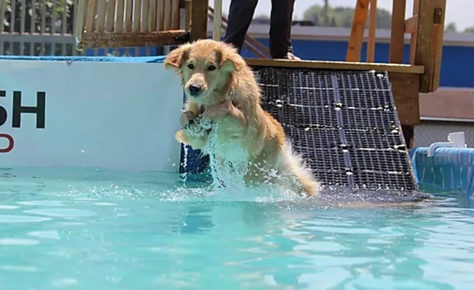 A Golden Retriever Jumps in a Pool A Golden Retriever Jumps in a Pool